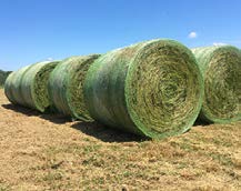 Large, round bales of hay in a field.